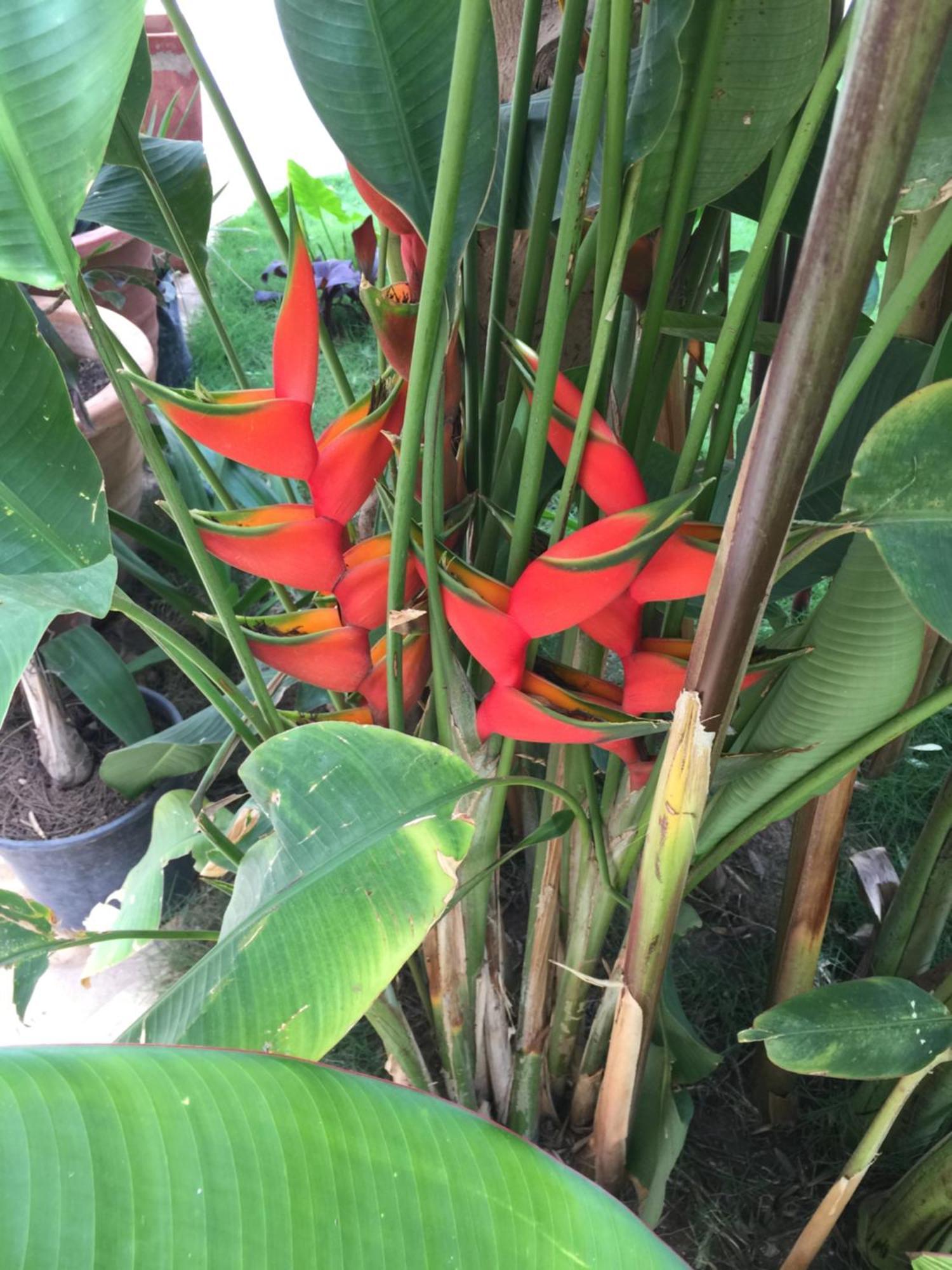 Tropical Oasis Daire Ouakam Dış mekan fotoğraf