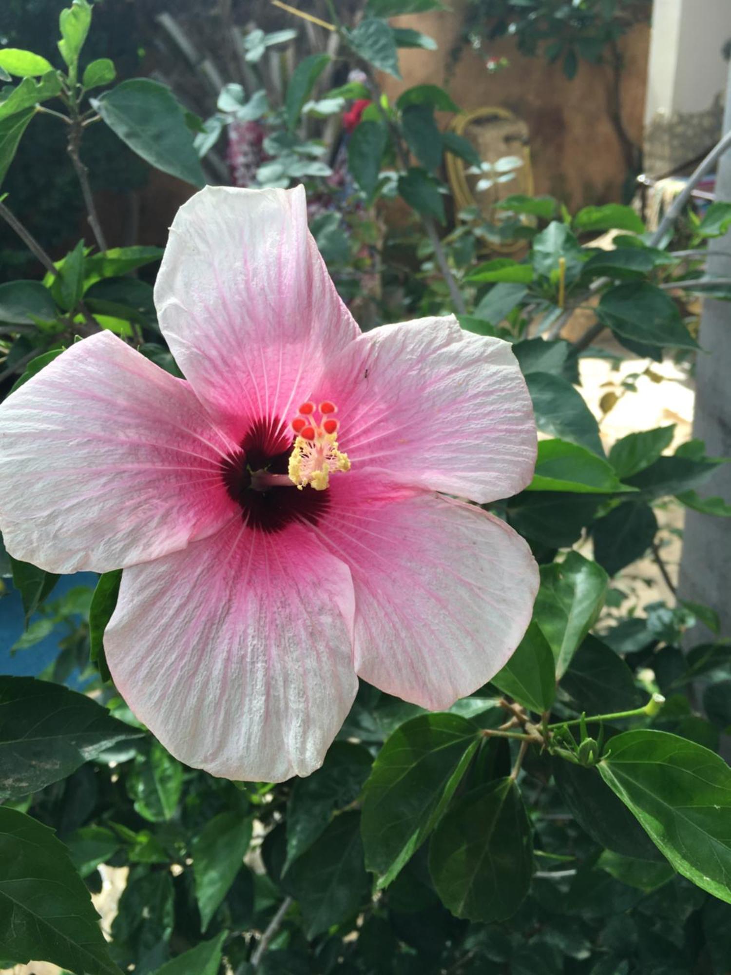 Tropical Oasis Daire Ouakam Dış mekan fotoğraf